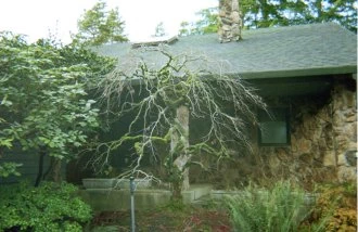 overgrowth removed